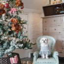 옆집강아지 | 포천 독채 애견마당 수목원댕댕이 실내외 예쁜 강아지운동장