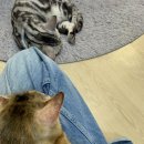 스핑제리 이미지