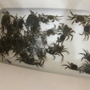 잡아잡아낚시카페 이미지