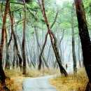 소나무숲 이미지