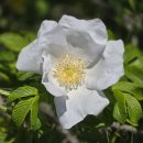 꽃지노을 이미지