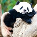 포동정식도청점 | [제주 직장인 일상] 쿵푸바오의 삶