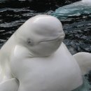 벨루가 이미지