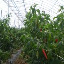 고추연구소농장 이미지