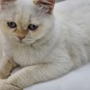구미고양이카페분양제이캣
