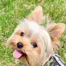 퍼피 베어(PUPPY-BEAR) 이미지