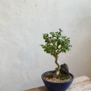 우리분재 | 가을 서촌 에디션 식물 스튜디오, 분재 원데이 클래스 후기 ‘서간’