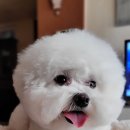 알콩달콩 애견미용실 | 알콩달콩 애견 미용샾 후기