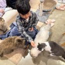 도도참치 | 인천 구월동 고양이 카페 도도한 고양이 내돈내산 후기