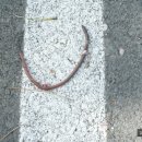 쉬미항로 Daum카페