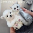 다온 입양센터 수원점 강아지분양 고양이분양 | 수원 강아지분양 다온입양센터 수원점 강아지분양 고양이분양 마음 든든한 평생 파트너십