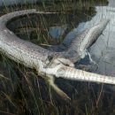 악어화장실 이미지