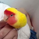 신안메트로칸 이미지