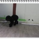 세종애견훈련소
