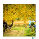 빛-자작나무 이미지