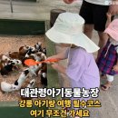 동일농장 | 강릉 아기랑 가볼만한곳 1순위! 대관령아기동물농장 먹이주기 체험 후기