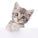 이천동물의료센터 이미지