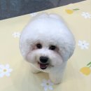 멍보드레 이미지