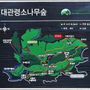 2024년 7월4주(7월28일) 대관령 금강소나무 숲길 트레킹 안내 이미지