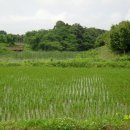 도내1리 이미지