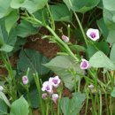 군탄 2리 이미지