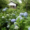 올엠비언트라이트 | 교토 수국 여행 2박 3일 추천 일정(미무로도지,산젠인,후지노모리신사,지샤쿠인)