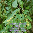 광대싸리 이미지