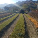 광성목장 이미지