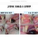 금호동물병원 이미지