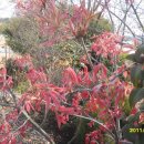 마로니에3 이미지