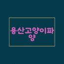 행복충전 | 용산고양이파양 고민 해결 행복 충전 후기