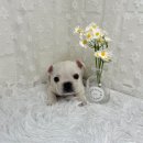 오독안심분양센터 강아지분양 고양이분양 대구점 이미지