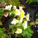 메시아농장 이미지