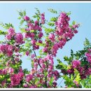 아카시아 이미지