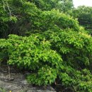 나무나무 이미지