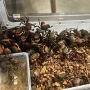 더렙컴퍼니