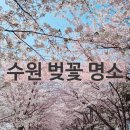 고색 산업단지2_솔대축구장 | 경기도 데이트코스 수원 벚꽃 명소 2곳 추천