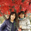 현천초 Daum카페
