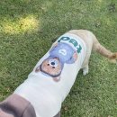 댕블리스 이미지