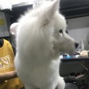 팻키우소 이미지