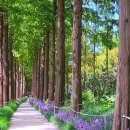 하늘공원(하부) 이미지