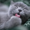 동탄호수동물병원 이미지