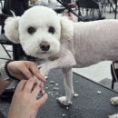 애견미용 이미지