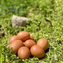 T.M.T.C.자연농장 | 환경에 좋고 몸에 좋은 건강한 계란 고르는 법 (난각번호 1번, 먹이, 업체리스트) (feat.다이어트...