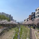 동그라미근린공원 | 위례 휴먼링&amp;위례공원 근황, 벚꽃 구경