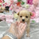 영일사슴 이미지