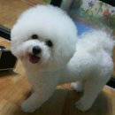 그루머웅 이미지