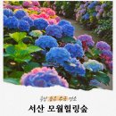 모월 | 충남 서산 수국명소 모월힐링숲 방문 후기 (위치, 주차, 수국 개화 현황까지!)