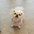 함안 애견샵 러블리펫 이미지