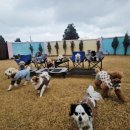 제주네 애견유치원 이미지